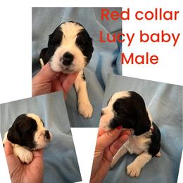 Red collar black and white - Black and white English Springer Spaniel puppy in Jamestown, Kentucky from Waterworks Springers