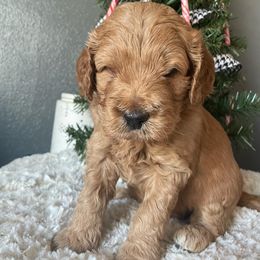 Goldendoodle Puppies from Ice Family Goldendoodles