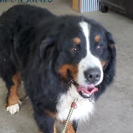 Baylor - Bernese Mountain Dog