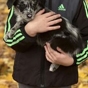 Border Collie, Golden Retriever, and Sporty Mix Puppies from Kreger's K9s