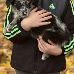 Border Collie, Golden Retriever, and Sporty Mix Puppies from Kreger's K9s