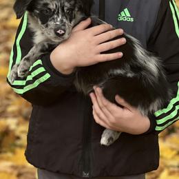 Border Collie, Golden Retriever, and Sporty Mix Puppies from Kreger's K9s