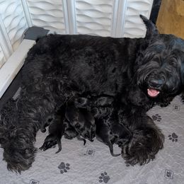 Girl 4 - Black female Giant Schnauzer puppy in Bois D’arc, Missouri from Down Low Kennels