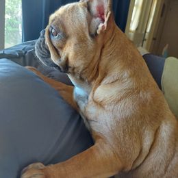 Bivouac - French Bulldog