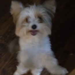 Flora - Yorkshire Terrier