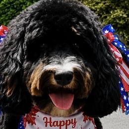Goldendoodles from RVA DOODLES, LLC