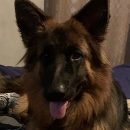 Misty - German Shepherd