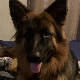 Misty - German Shepherd