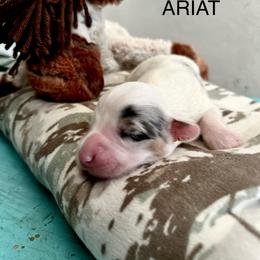 Ariat - White merle female American Corgi puppy in Bayard, Nebraska from Puppies by Alies