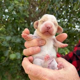 Girl 1 - Piebald female Dachshund puppy in Knoxville, Tennessee from Over The Moon Minis