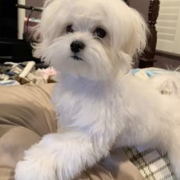Maltese All Grown Up from Angelic Maltese