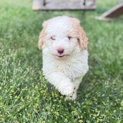 Cupid - male Golden Mountain Doodle puppy in Rome, Georgia from Victoria’s Designer Doodles