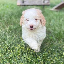 Cupid - male Golden Mountain Doodle puppy in Rome, Georgia from Victoria’s Designer Doodles