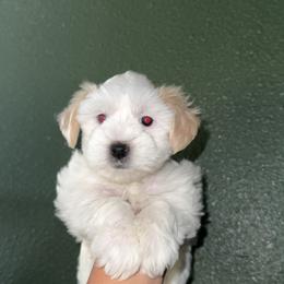 Girl 1 - Parti female Miniature Schnauzer puppy in Santa Ana, California from Thehood_weenies