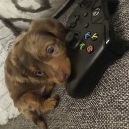 Dachshunds from Steelman's Dachshunds