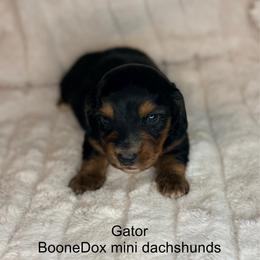Gator - Black and tan male Dachshund puppy in Lexington, Oklahoma from BooneDox Miniature Dachshunds