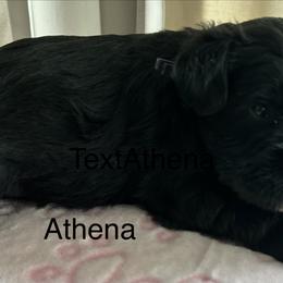 Athena - Black female Miniature Schnauzer puppy in Newburgh, Indiana from Lakehouse Miniature Schnauzers of Southern Indiana