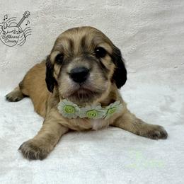 Dove - Cream female Dachshund puppy in Pulaski, Tennessee from Billboard Doxies