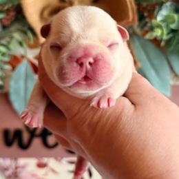 Manuela - Cream female French Bulldog puppy in Washington, Pennsylvania from Crooked Pine French Bulldogs