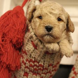 Cockapoo Puppies from Darling Doodles