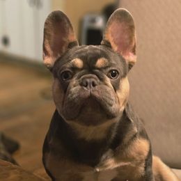 Gio - French Bulldog