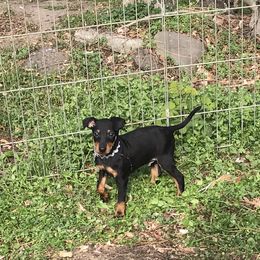 Manchester Terrier Puppies from Levendi
