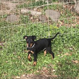 Manchester Terrier Puppies from Levendi