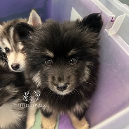 Tokala - Black and white female Pomsky puppy in Riverside, California from LittleLoyalzLLC