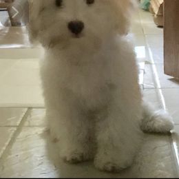 Angel - Companion Cross