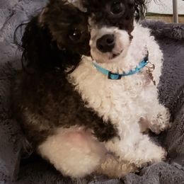 Poodle All Grown Up from M & M Poodles