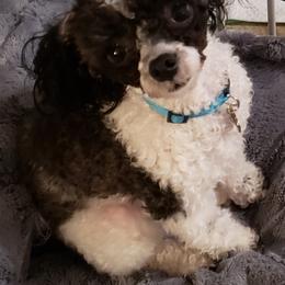 Poodle All Grown Up from M & M Poodles