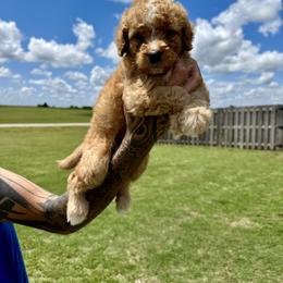 Bernedoodle and Goldendoodle Puppies from Kaci Slightom