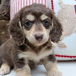 Curly - Chocolate and cream male Dachshund puppy in Laurel, Mississippi from Kissinger Dachshunds
