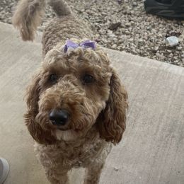 Tryxee - Goldendoodle