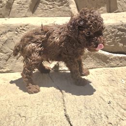 Harley - Red  male Poodle puppy in Hesperia, California from Sweetie Pie Poodles