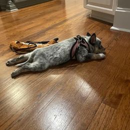 Australian Cattle Dog and Miniature Schnauzer Puppies from B & E Farms