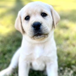 Girl 3 - Yellow Labrador Retriever puppy in Waxhaw, North Carolina from Blacks Run Retrievers