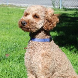 Nala - Poodle