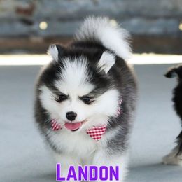 Landon 9-12lbs Brown Eyes - Black and white male Pomsky puppy in Hurleyville, New York from My Crazy Pomskys