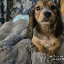 Snow White - Cream female Dachshund puppy in Willard, Utah from Simply Sharing Love