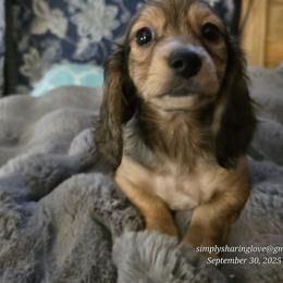Snow White - Cream female Dachshund puppy in Willard, Utah from Simply Sharing Love