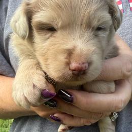 Dreamfyre - Red merle female Australian Shepherd puppy in Kokomo, Indiana from North Central Aussies