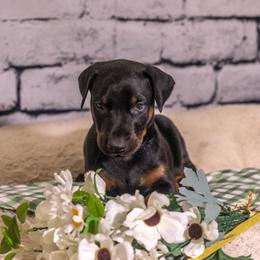 Yellow Girl - Red and rust female Doberman Pinscher puppy in Shelby, North Carolina from IronBee Dobermans