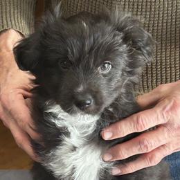 Aengus de La Rive - Black male Pyrenean Shepherd puppy in Ripley, Ohio from La Rive Pyr Sheps LLC