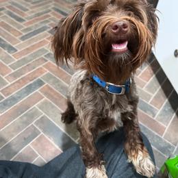 willow - Chocolate Havanese puppy in Belleville, Arkansas from Hippiehavs