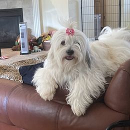 Lexi - Lhasa Apso