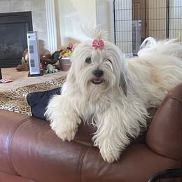 Lexi - Lhasa Apso