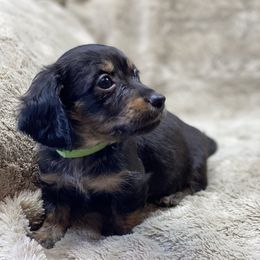 Barkley (green collar) - Black and tan male Dachshund puppy in Richmond, Virginia from Paw Prints