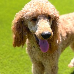 Poodles from Prissy Missy Poodles