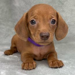 Female 2 - Red female Dachshund puppy in Birmingham, Alabama from LongBottomDachshunds